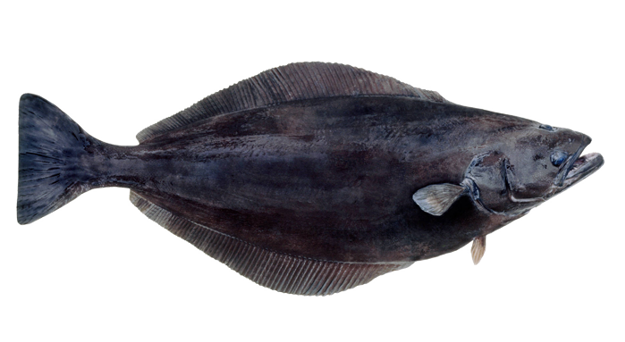 Halibut
