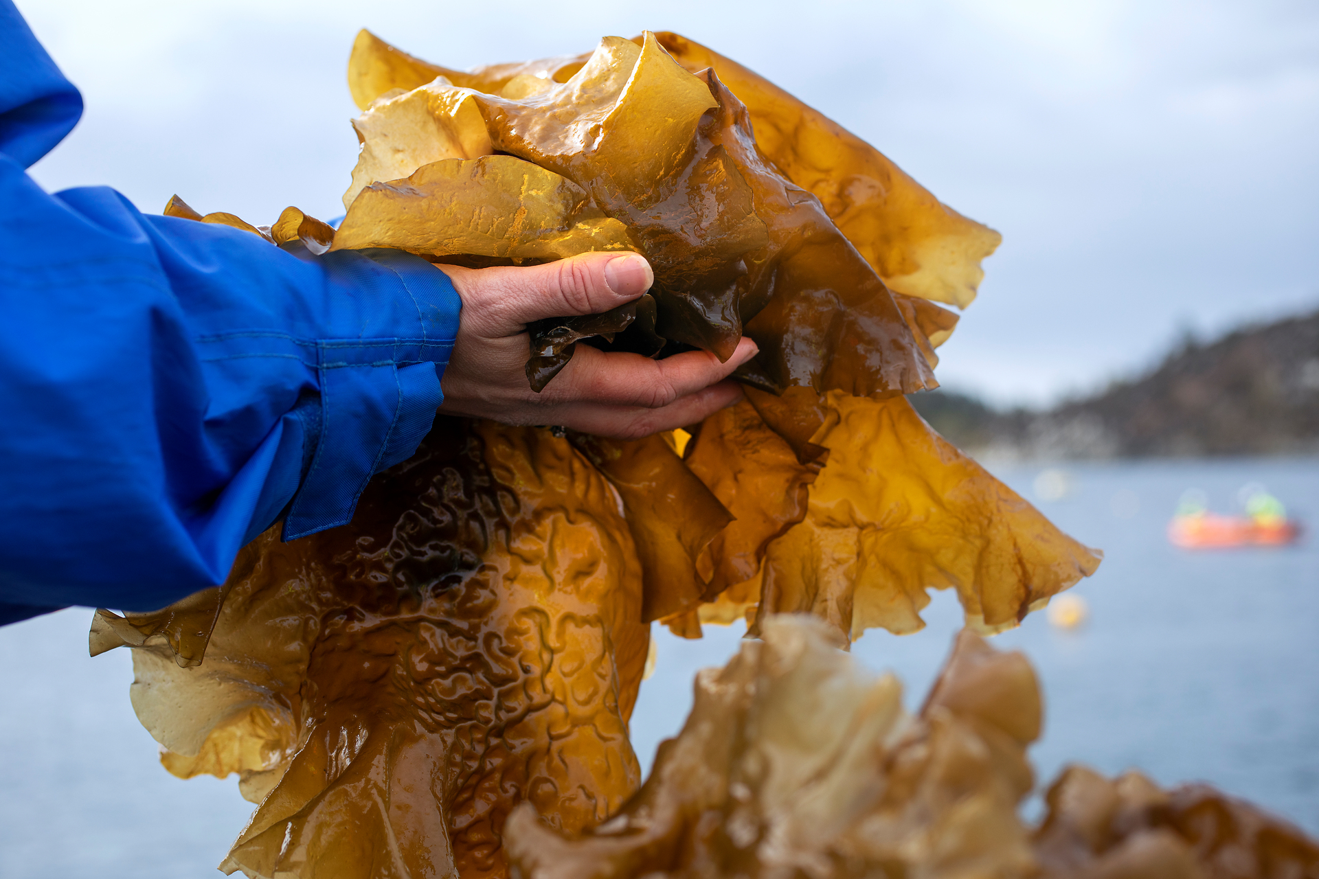 A person is holding up seaweed