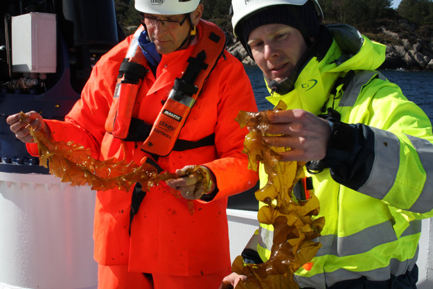 Employees at the Ocean Harvest facility with seaweed