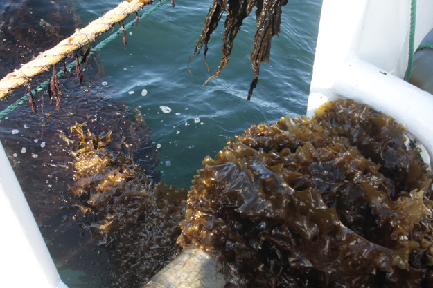 Seaweed on the way from the ocean onto a boat
